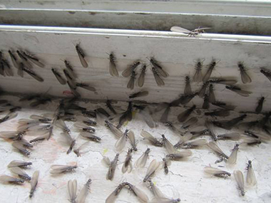荔湾白蚁控制中心分飞期该如何做好白蚁防治工作