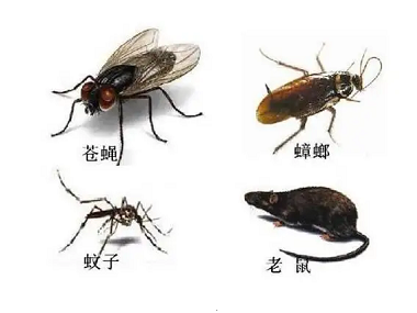 南沙四害消杀站蟑螂蚊蝇防控都有哪些方法？