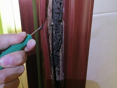 海珠白蚁预防机构白蚁入侵的3大传播途径